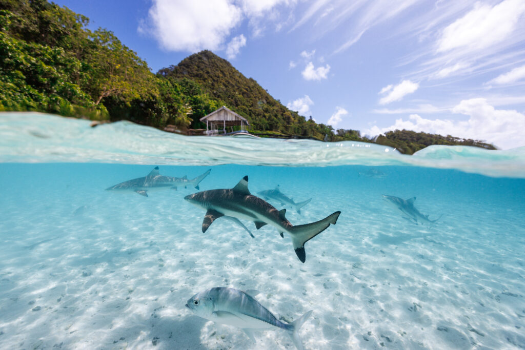 Raja  Ampat 24 Mosaic Studios A265